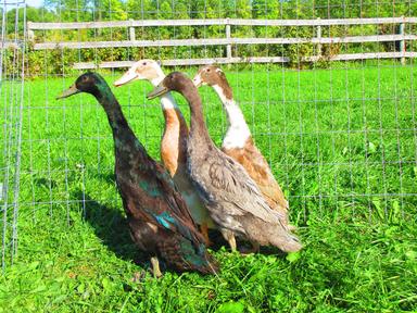 Photo of FREE - 3 Drake and 1 Female Indian Runner Ducks  - 1