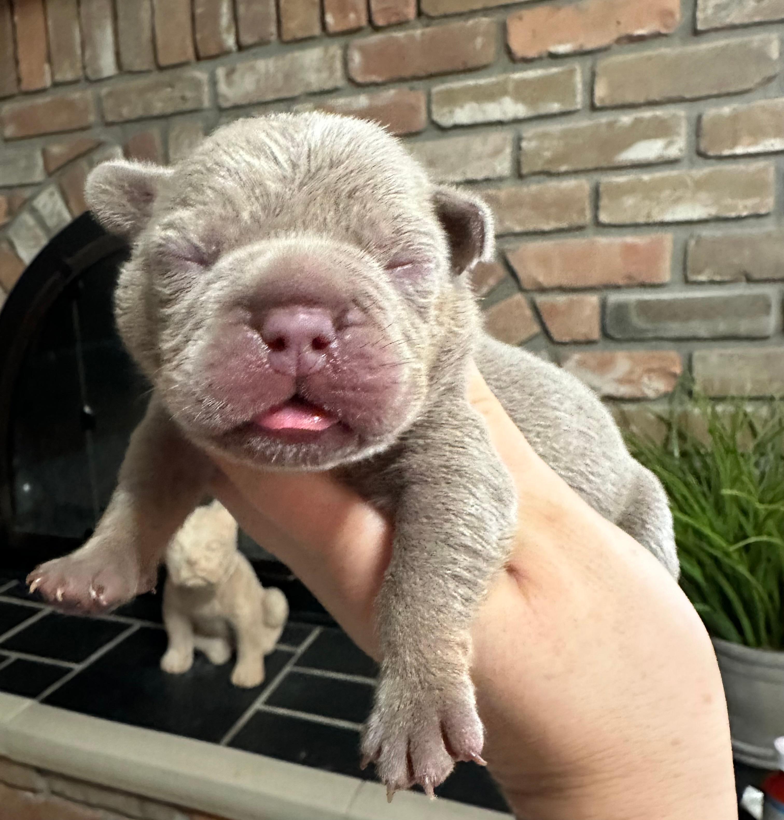 Photo of Exotic Micro bullies 