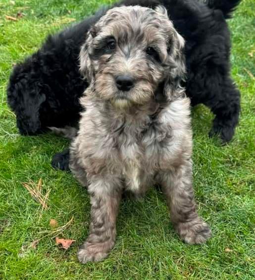 Photo of Goldendoodle puppies for sale.