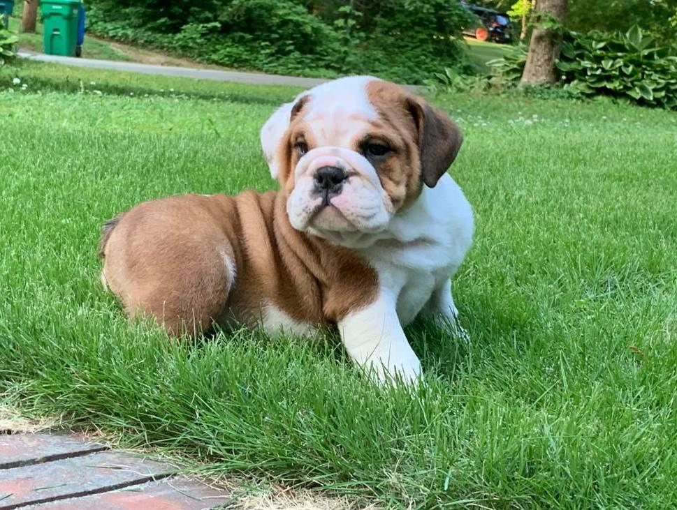 Photo of English Bulldog puppies available.