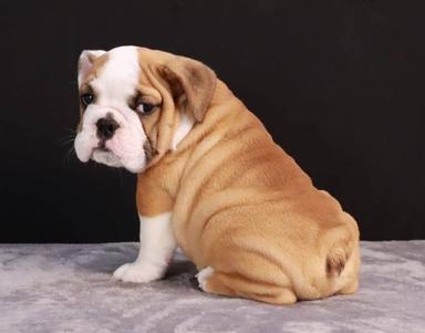 Photo of English Bulldog puppies available. - 2