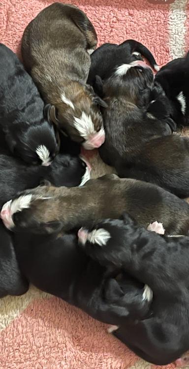 Photo of 3/4 Bernese Mountain Dog X 1/4 Saint Bernard Puppies - 2