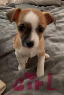 Photo of Chihuahua puppy ready for Christmas  - 1