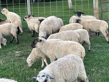 Photo of 2 lambs for sale  - 1