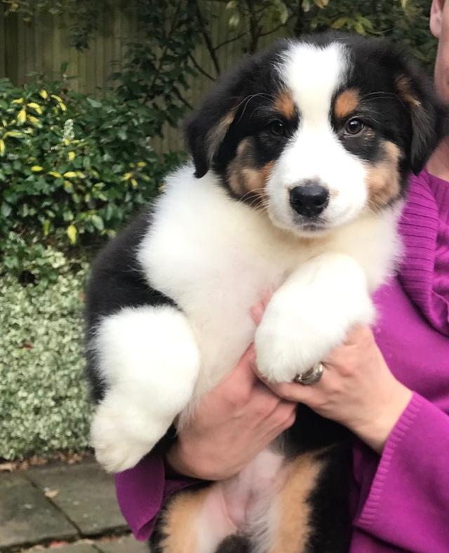 Photo of Beautiful Australian Shepherd Puppies