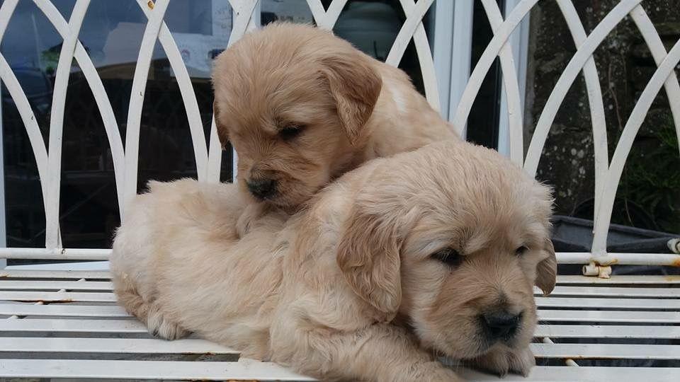 Photo of Golden Retriever Puppies