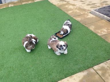 Photo of Shih tzu puppies - 1