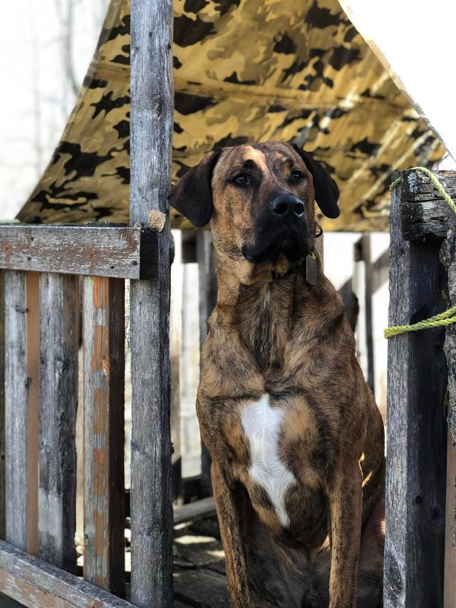 Photo of Rehoming Well-Trained, Loveable Dog 