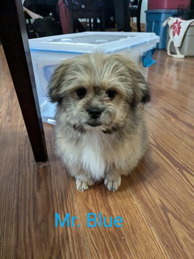 Photo of Shih Tzu Cross Pomeranian Chihuahua Puppies  - 1