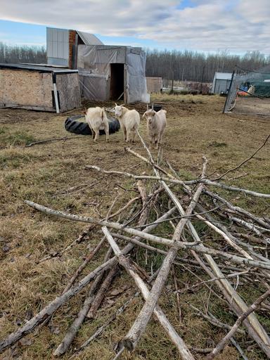 Photo of 3 Alpine Billy Goats for sale  - 1