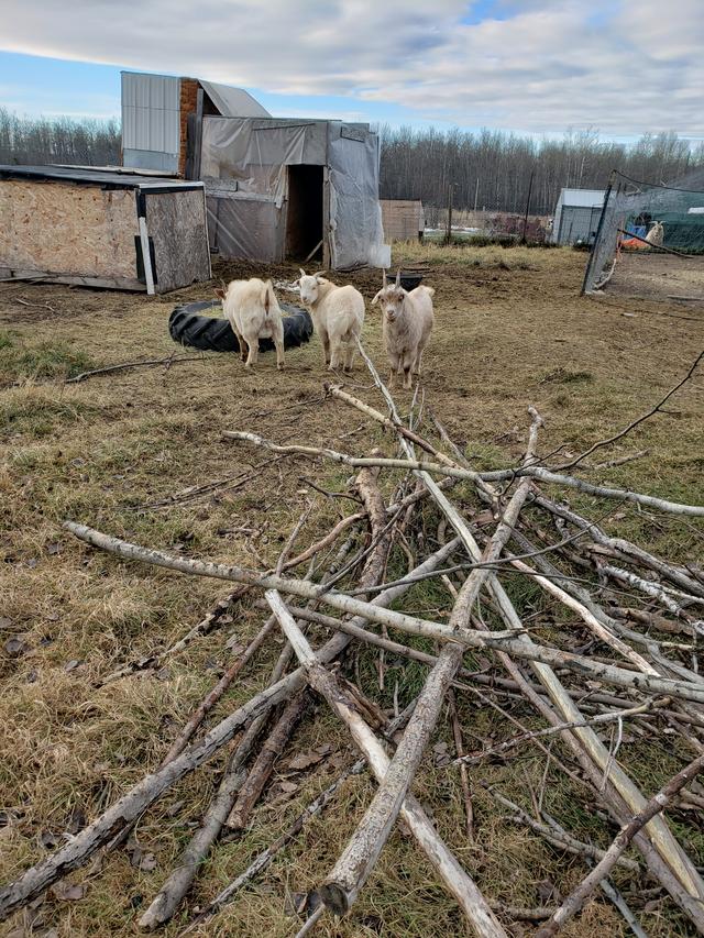 Photo of 3 Alpine Billy Goats for sale 