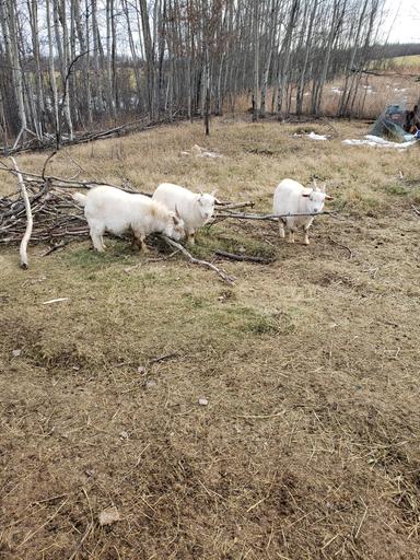 Photo of 3 Alpine Billy Goats for sale  - 2