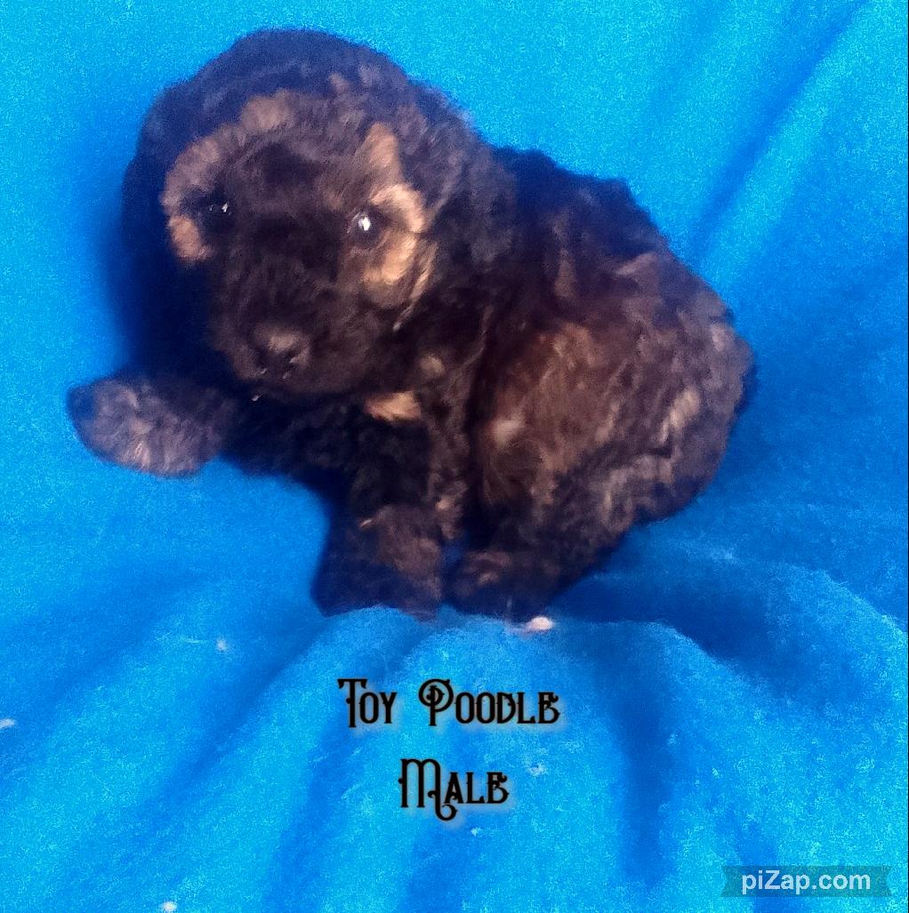 Photo of Toy Poodle Male