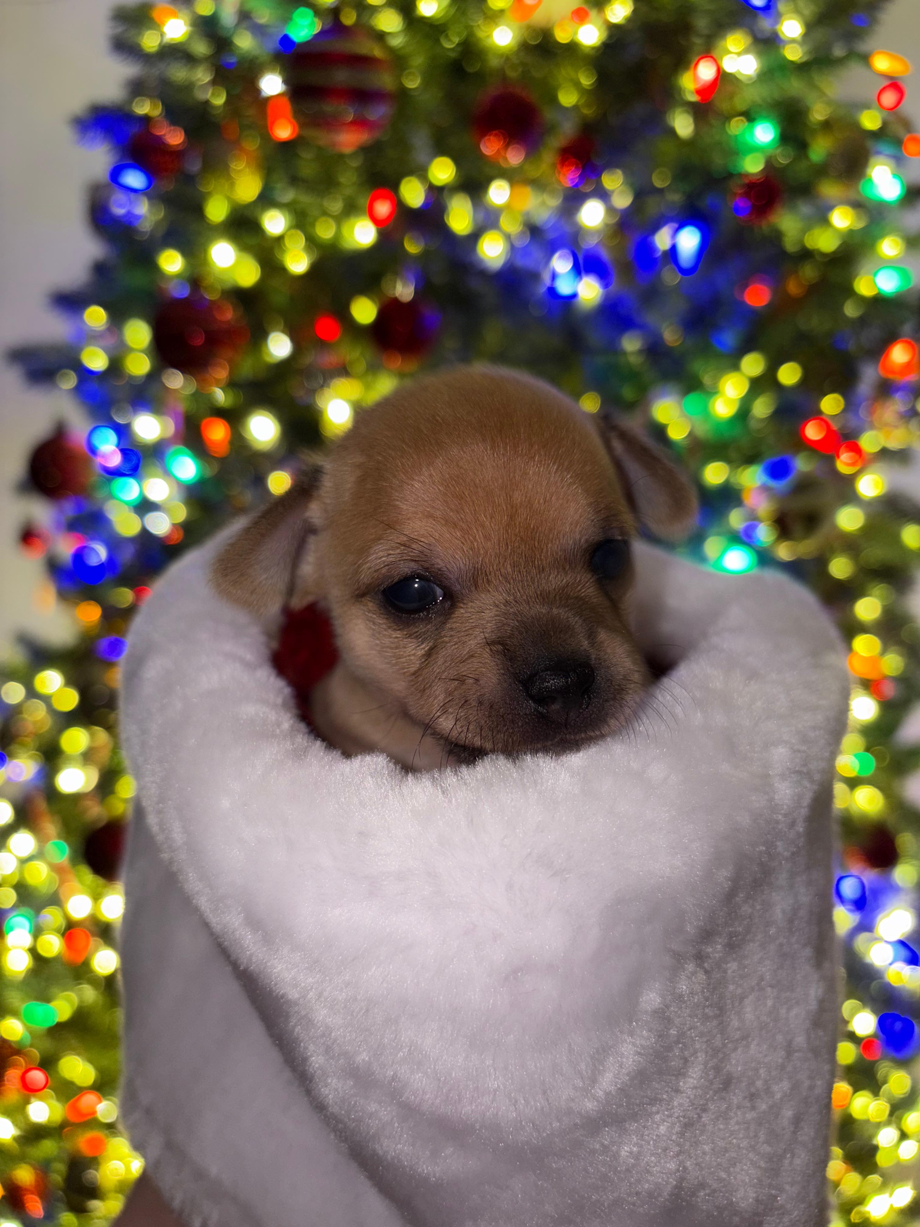 Photo of Chihuahua Puppies 