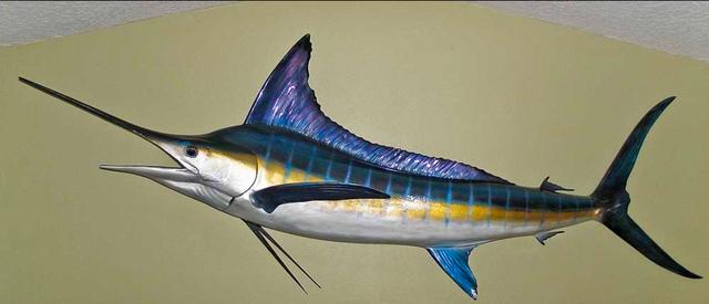 Photo of 9.5 foot striped Marlin