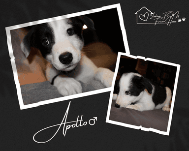 Photo of Border Collie X Aussie Shepard Pups for sale - 1