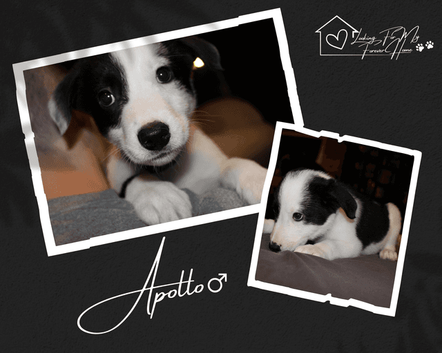 Photo of Border Collie X Aussie Shepard Pups for sale