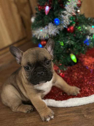 Photo of French bulldog pups - 2