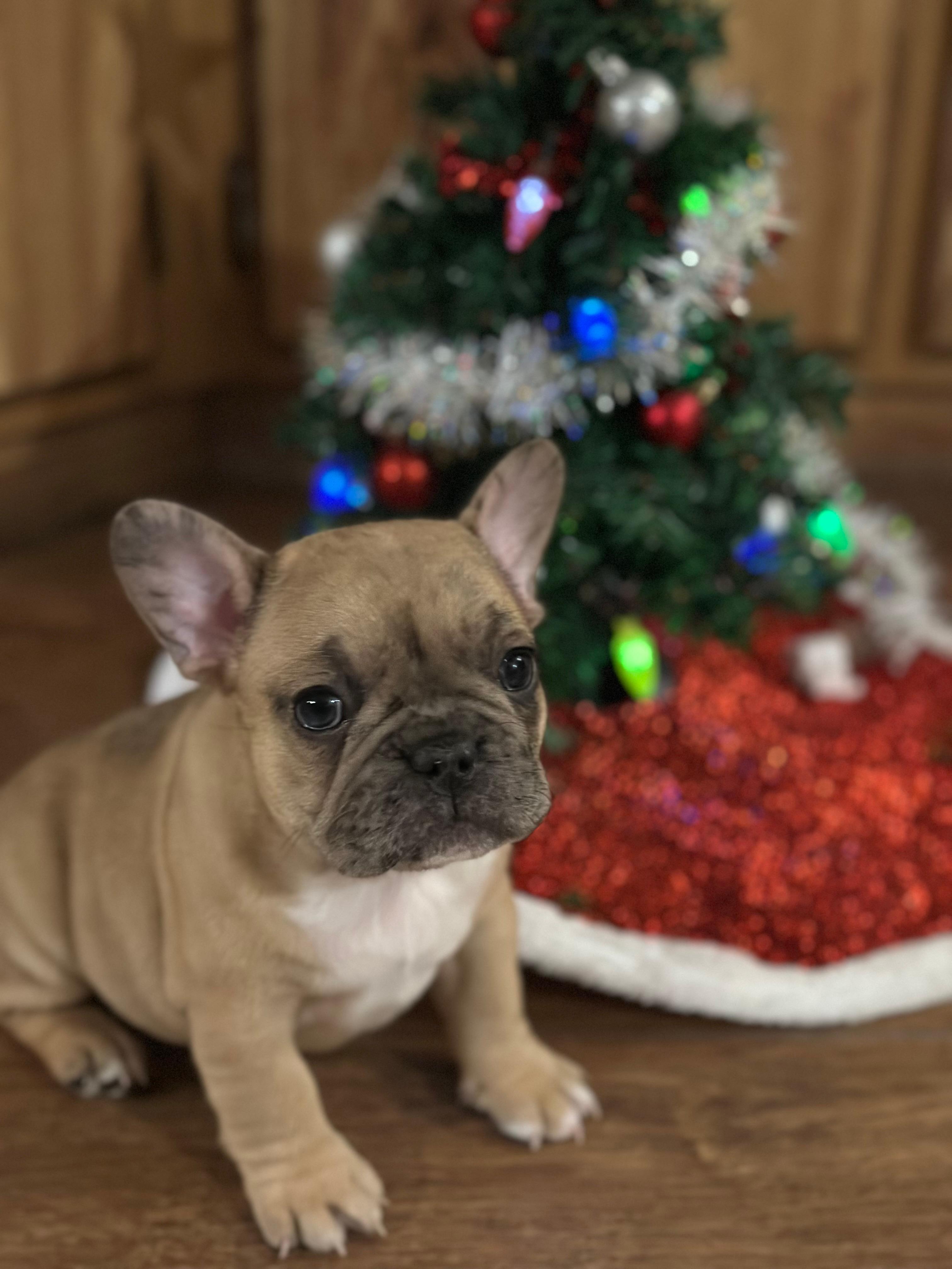 Photo of French bulldog pups