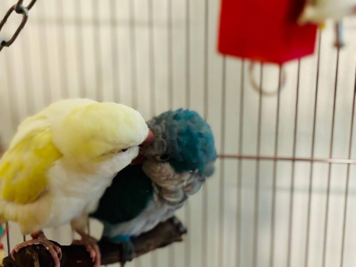 Photo of Albino Yellow and Emerald Quaker Parrot Pair for Sale.