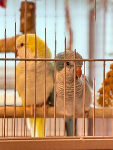 Photo of Albino Yellow and Emerald Quaker Parrot Pair for Sale. - 2