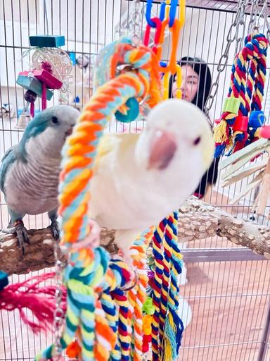 Photo of Rare color Quaker parrots pair Available. - 1