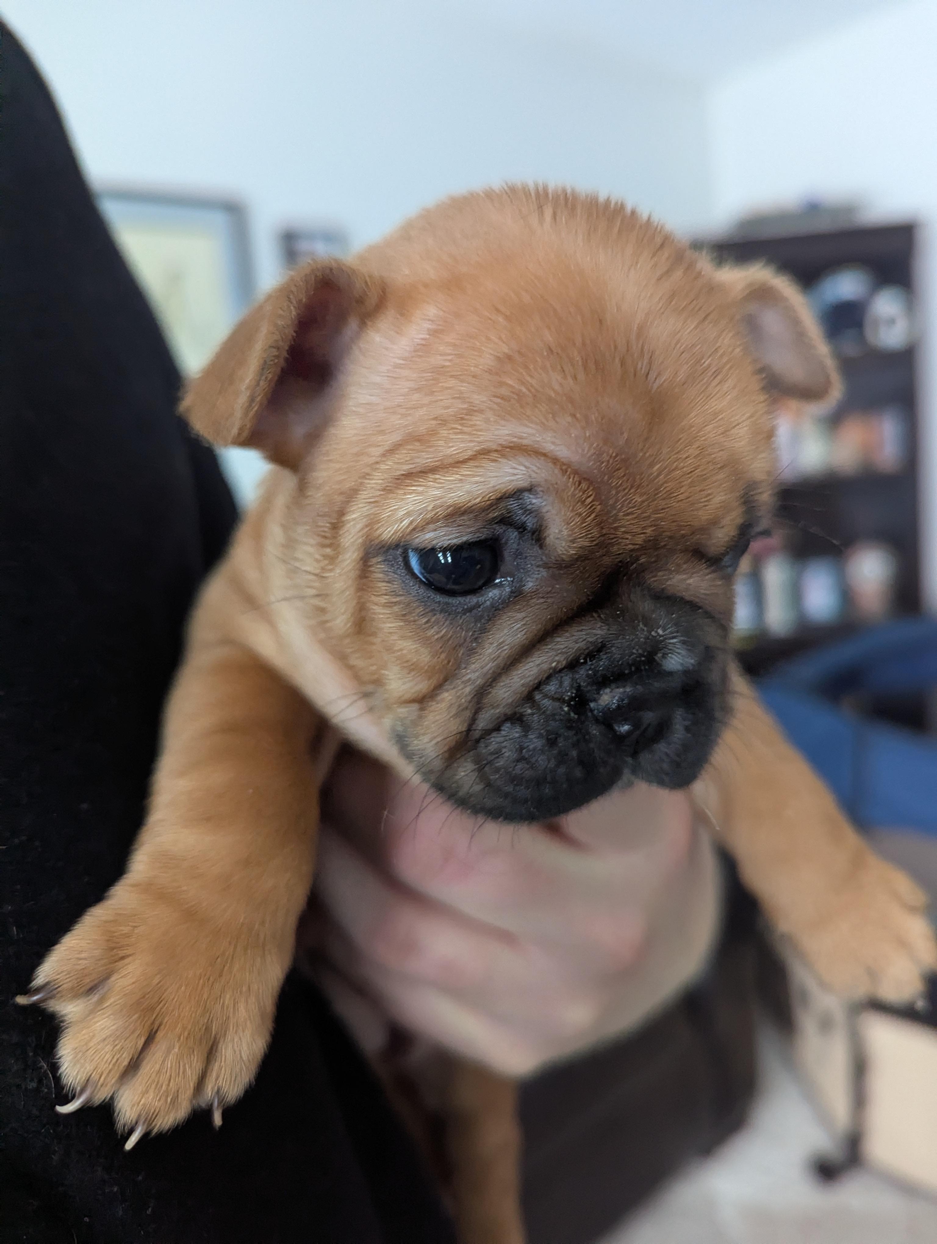 Photo of Female Frenchton Puppy for sale to good home 