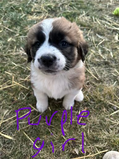 Photo of St Bernese Puppies - 1