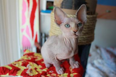 Photo of Sphynx kitten - 1