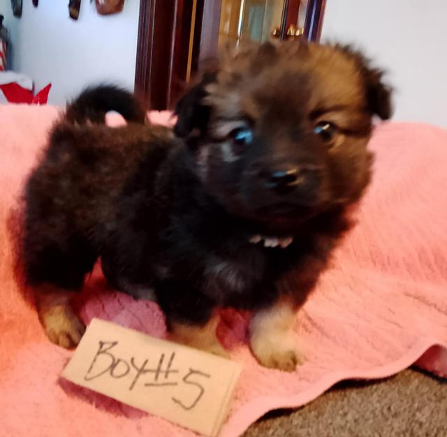 Photo of Pom Yorkie puppies 