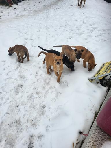 Photo of Free pups  - 1