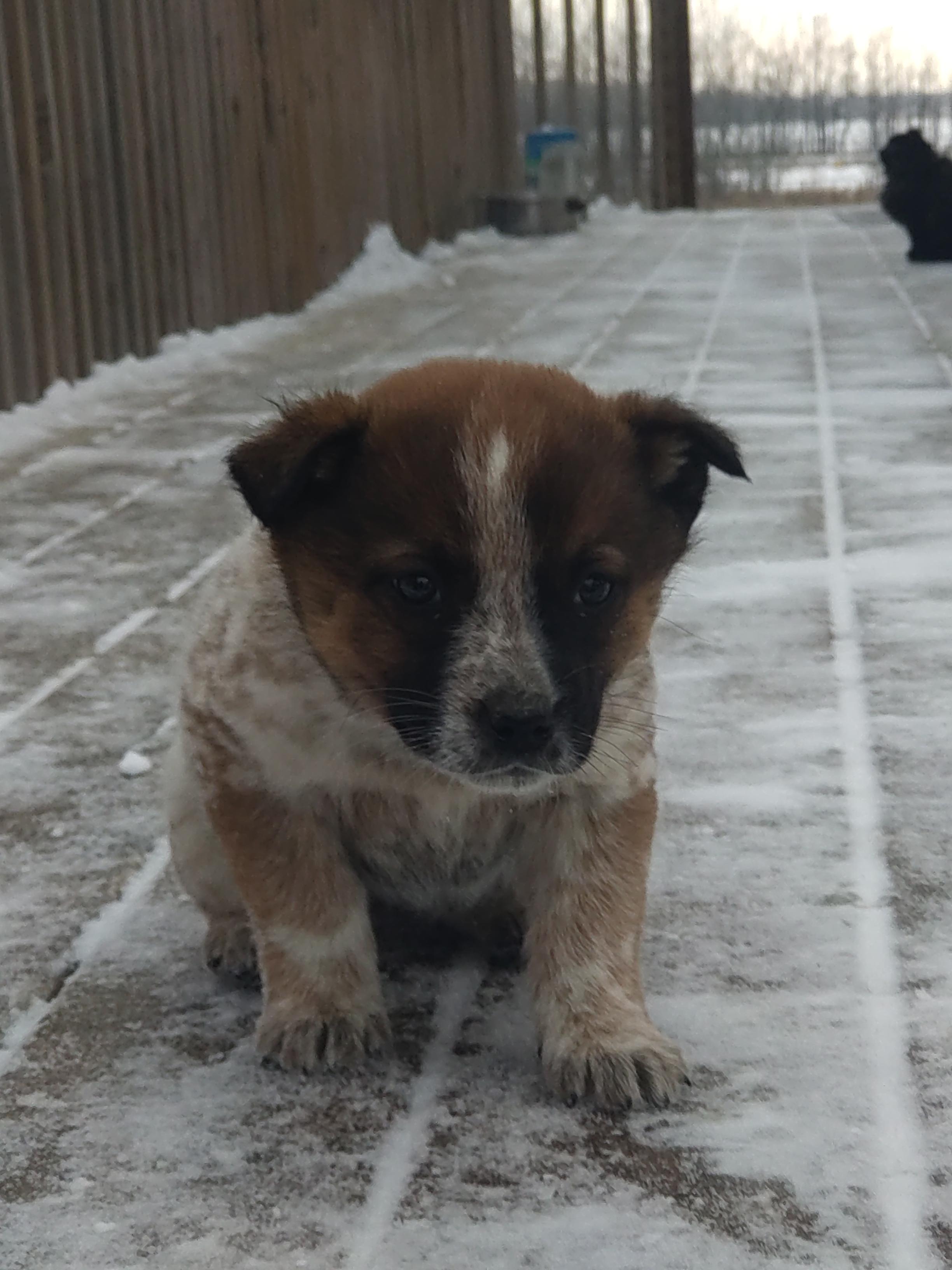 Photo of Blue / Red heeler cattledog pups