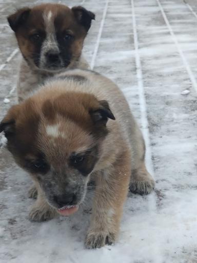 Photo of Blue / Red heeler cattledog pups - 2