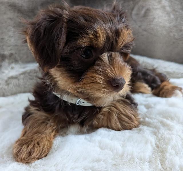 Photo of Yorkie puppies 