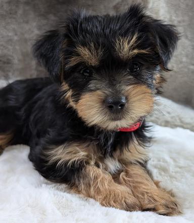 Photo of Yorkie puppies  - 2