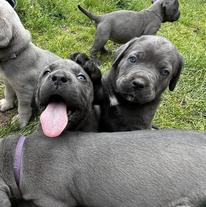 Photo of Ready To Go! Cane Corso Pups