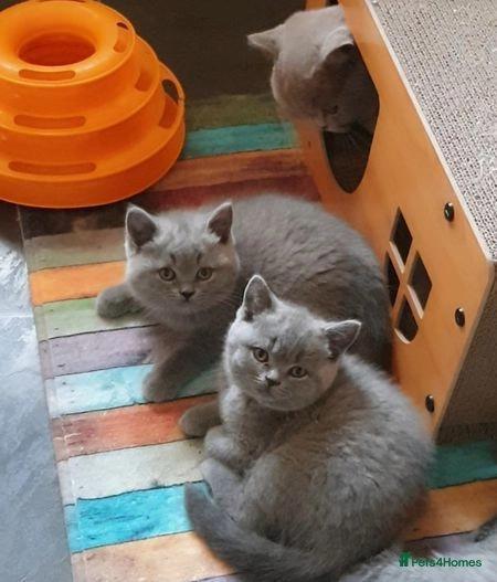 Photo of Gorgeous Chunky Bsh Kittens