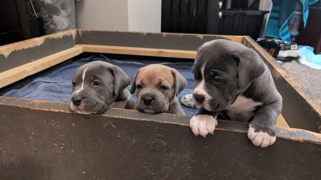 Photo of American Corso Puppies 