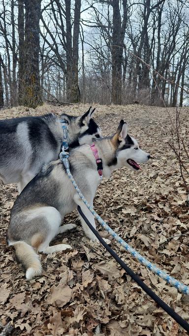 Photo of Siberian Husky  - 2