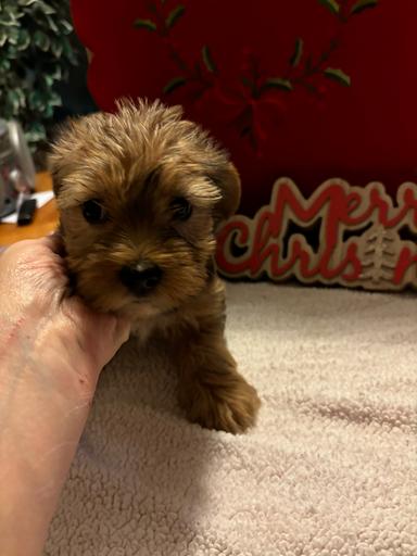 Photo of Yorkie pups 2 female 2 male - 2