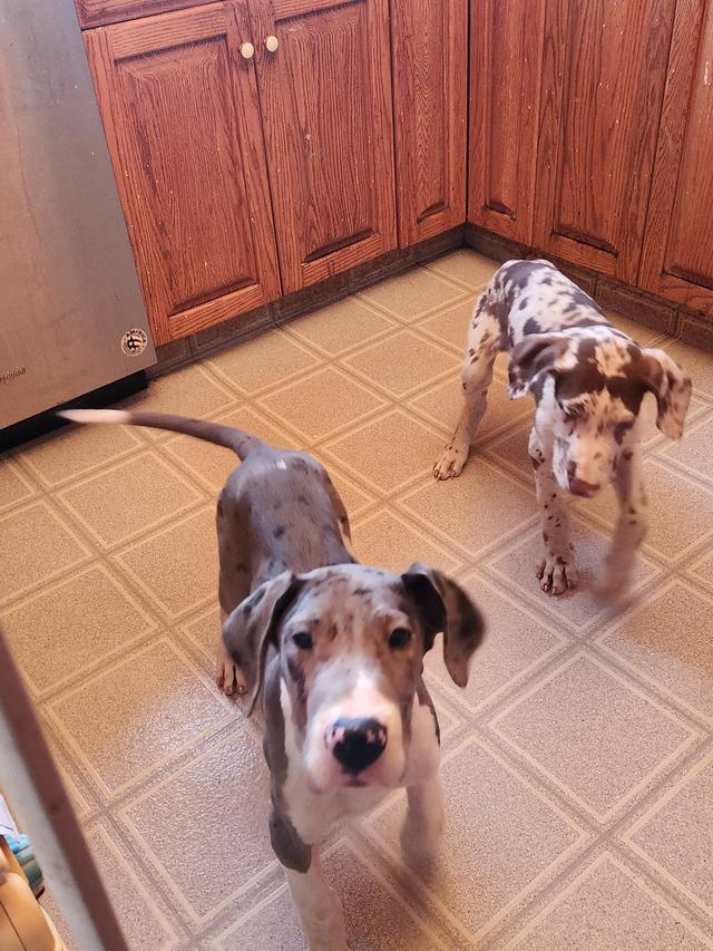 Photo of Sweet great dane puppies 