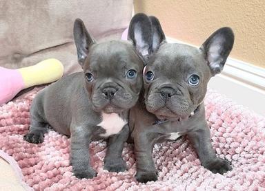 Photo of Beautiful Blue French bull dogs - 1