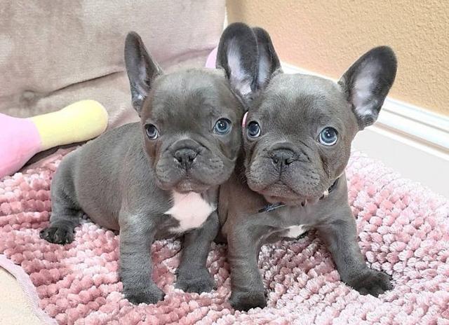 Photo of Beautiful Blue French bull dogs