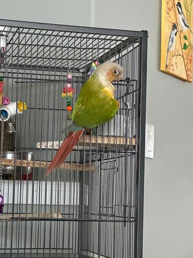 Photo of Pineapple conure parrot - 1