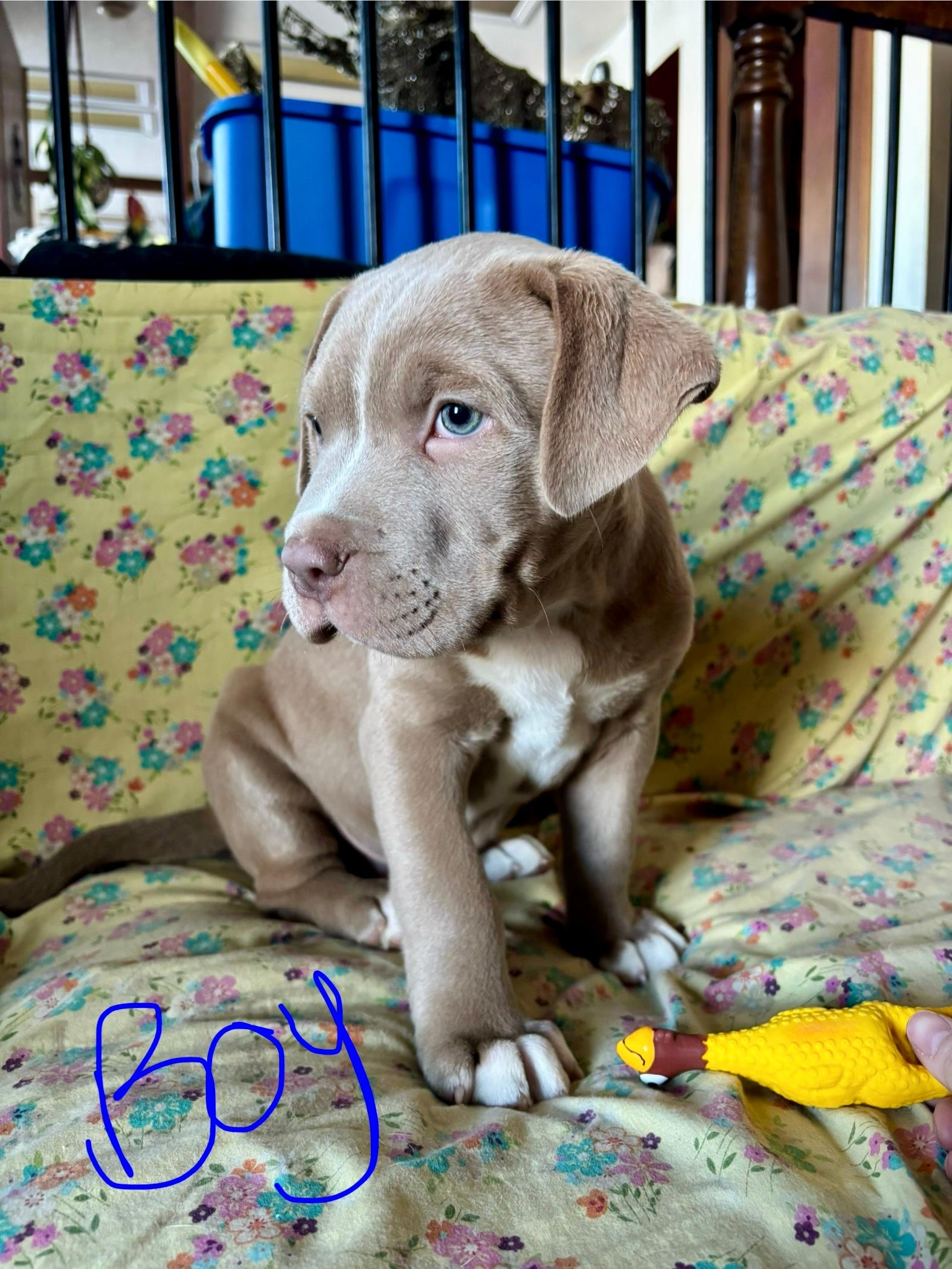 Photo of Xmas puppies ready for forever homes 