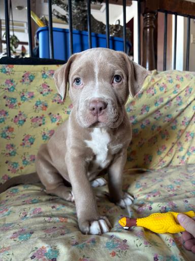 Photo of Xmas puppies ready for forever homes  - 2