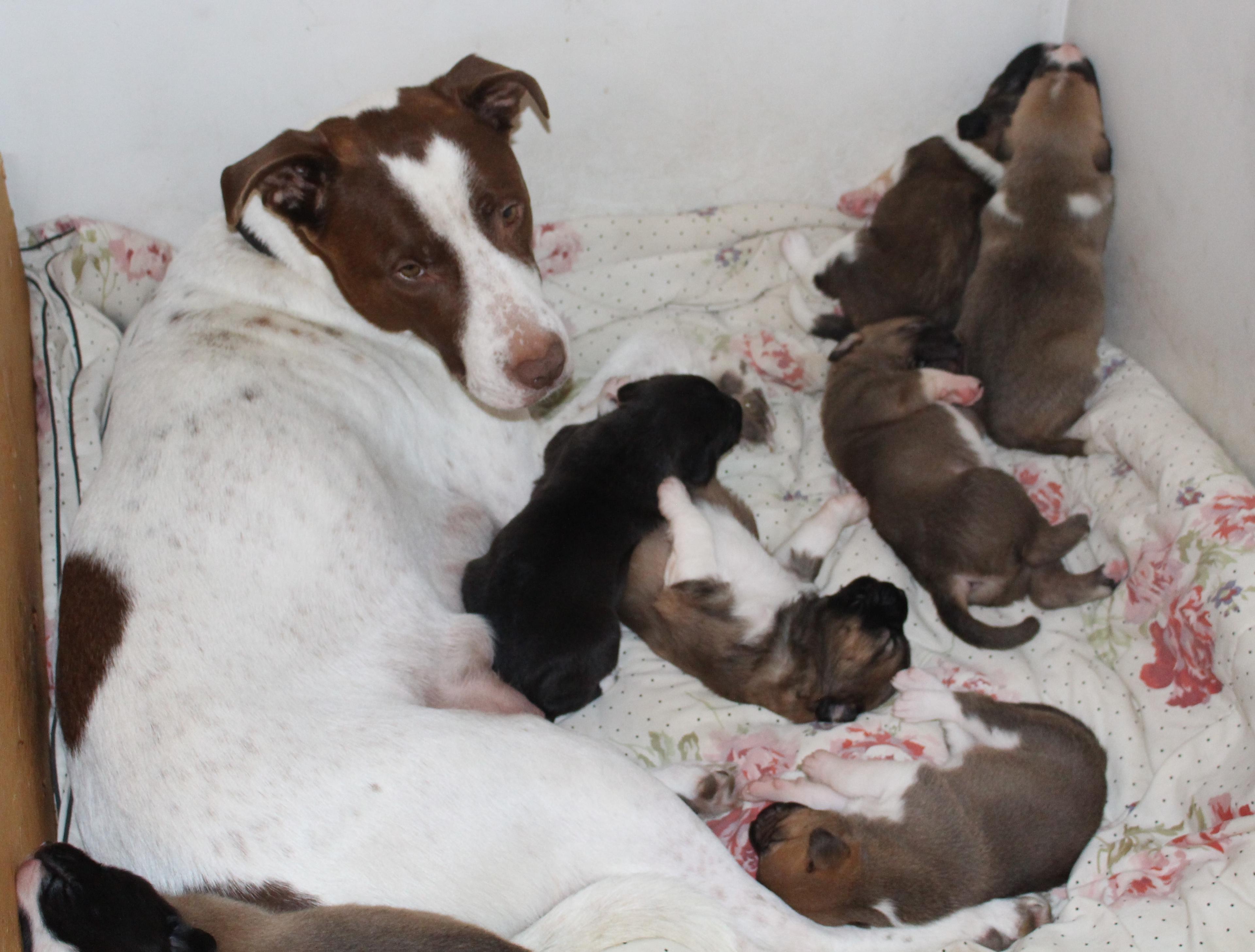 Photo of Eight Tiny Buckheads (Kangal/Great Pyrenees)