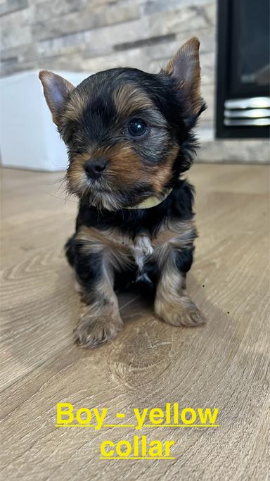 Photo of Purebred Yorkie in Edmonton, Standard size!  - 2