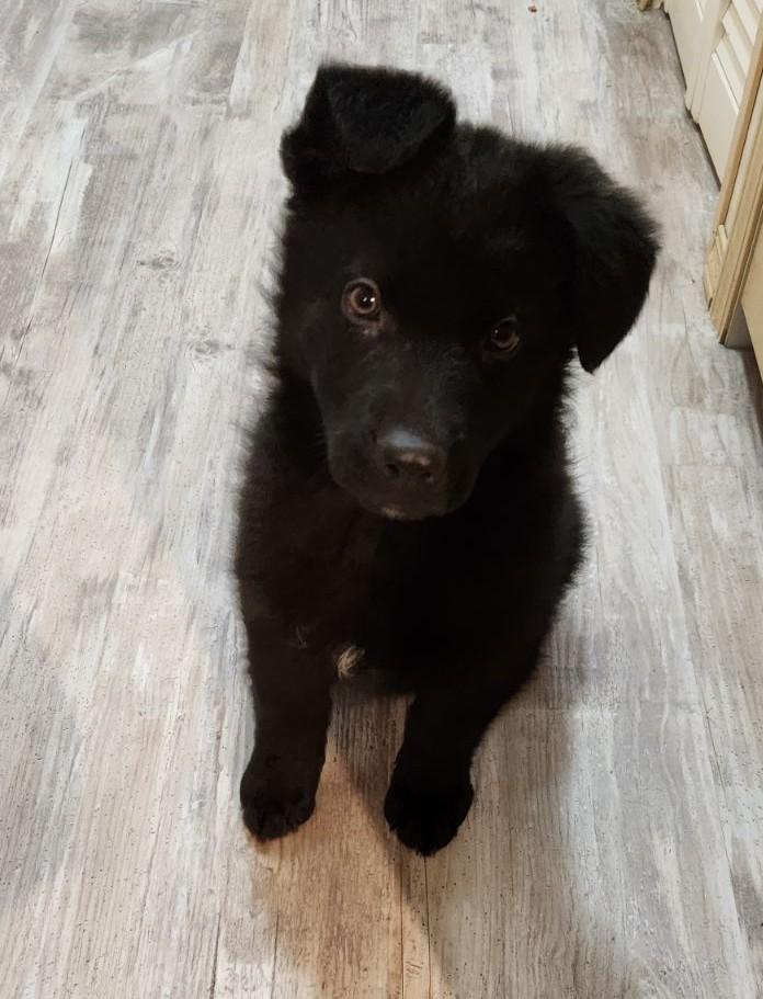 Photo of 8 week old black german shepherd puppy!!