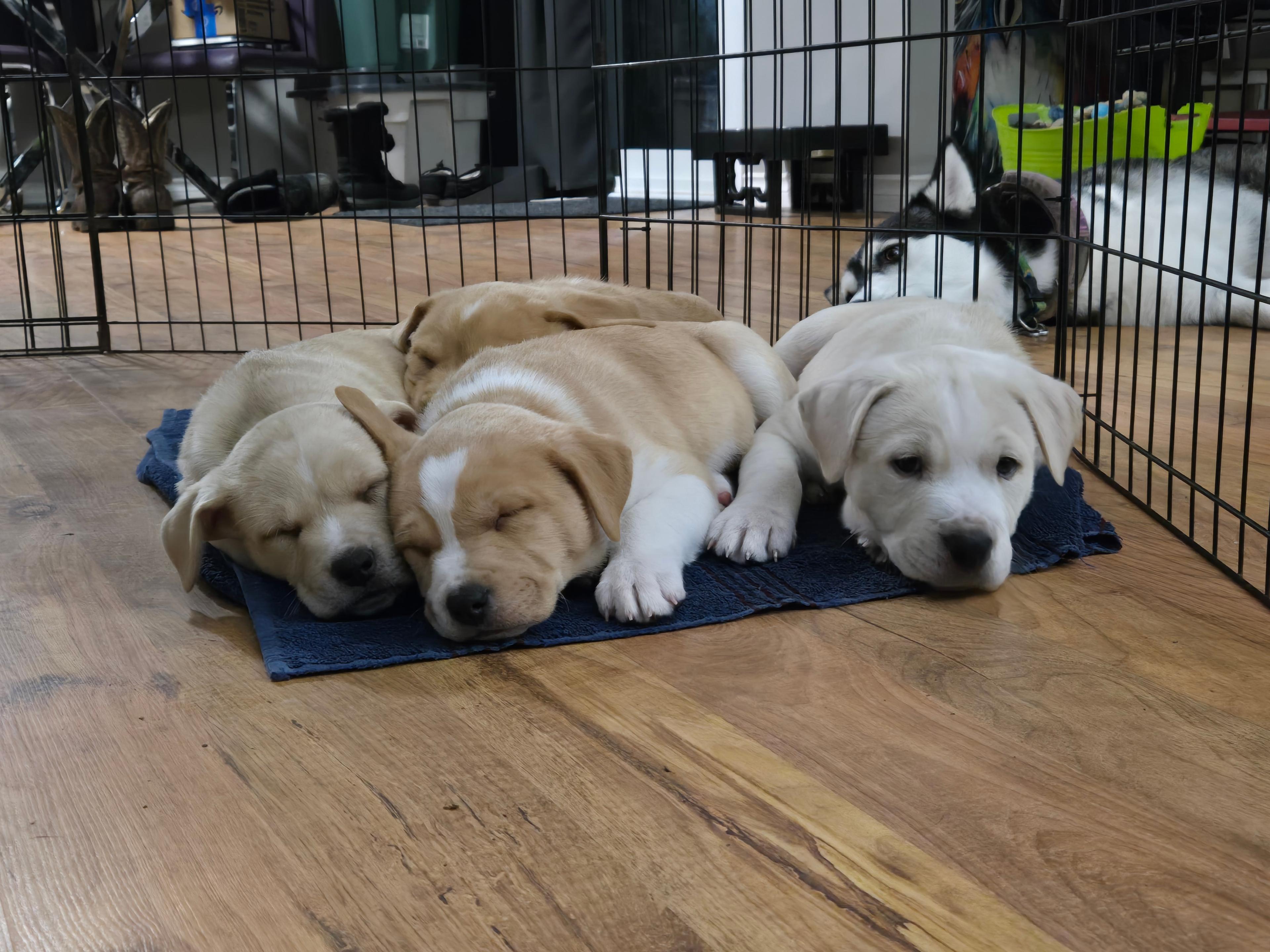 Photo of Adorable puppies and sweet Momma looking for new homes